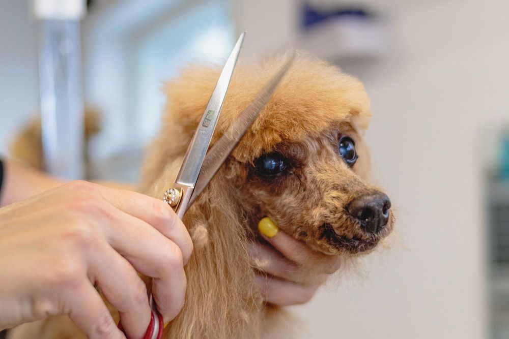 How to hire a pet groomer: what to include in the job ad